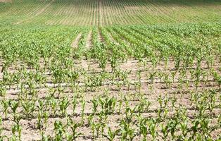 campo di grano da vicino foto