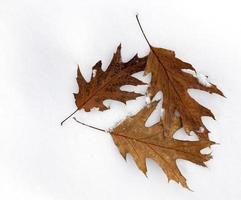 foglie gialle sulla neve foto