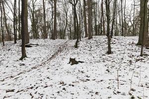 cumuli di neve in inverno foto