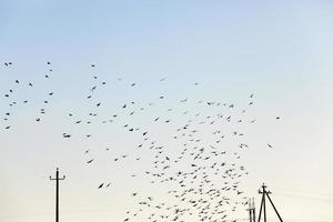 uccelli che volano nel cielo foto