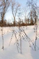 alberi in inverno foto