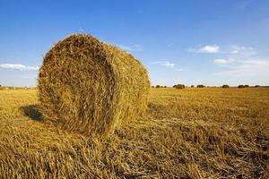 campo agricolo da vicino foto