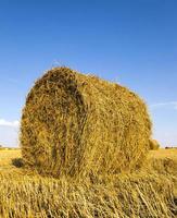 campo agricolo da vicino foto