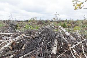 gli alberi si rompono da vicino foto