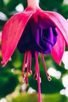 primo piano rosa fucsia. fiore domestico fucsia hybrida. coltivare piante in vaso. foto