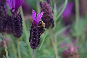 calabrone su un fiore di lavanda foto