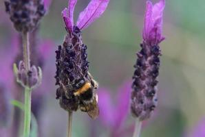 calabrone su un fiore di lavanda foto