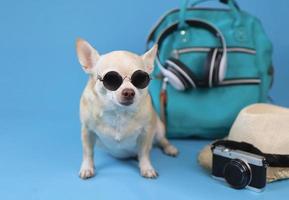 simpatico cane chihuahua a pelo corto marrone che indossa occhiali da sole seduto su sfondo blu con accessori da viaggio, fotocamera, zaino, cuffie e cappello di paglia. viaggiare con il concetto di animale. foto