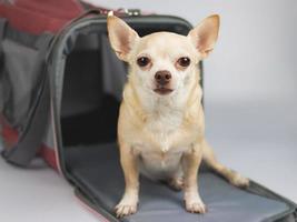 cane chihuahua marrone seduto e guardando la fotocamera davanti alla borsa per animali domestici del viaggiatore su sfondo bianco con spazio per la copia. viaggiare in sicurezza con gli animali. foto