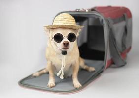 cane chihuahua marrone che indossa occhiali da sole e cappello di paglia seduto davanti alla borsa per animali domestici del viaggiatore su sfondo bianco, guardando la fotocamera, isolata. viaggiare in sicurezza con gli animali. foto