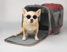 cane chihuahua marrone che indossa occhiali da sole seduto davanti alla borsa per animali domestici del viaggiatore su sfondo bianco, guardando la fotocamera, isolata. viaggiare in sicurezza con gli animali. foto