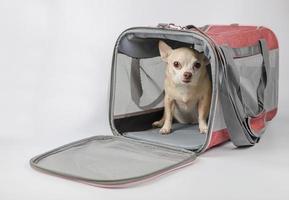 cane chihuahua marrone seduto all'interno della borsa per animali domestici del viaggiatore su sfondo bianco, guardando la fotocamera. viaggiare in sicurezza con gli animali. foto