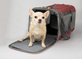 cane chihuahua marrone seduto e guardando la fotocamera davanti alla borsa per animali domestici del viaggiatore su sfondo bianco con spazio per la copia. viaggiare in sicurezza con gli animali. foto