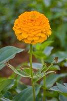 fiori gialli di zinnia che sbocciano con bellissimi petali e sfocatura morbida in un parco pubblico tailandese 3 foto