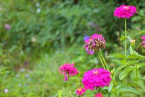 zinnie rosa che fioriscono in un giardino tailandese del prato e sfocatura morbida dello sfondo verde foto