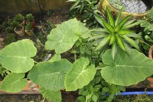 colocasia gigantea nel mio giardino foto