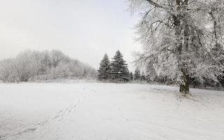 paesaggio invernale, foresta foto