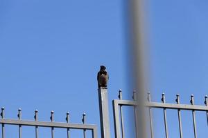 corvo nero, primo piano foto