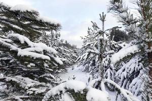 cumuli di neve in inverno foto