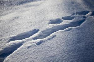 impronte sui cumuli di neve dopo aver camminato foto