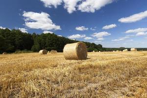 paglia dorata dopo la mietitura del grano foto