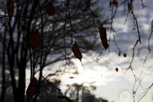 alberi in autunno foto