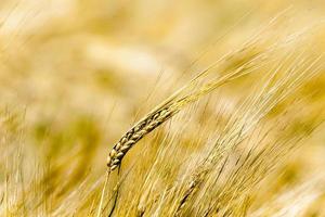 cereali maturi, primo piano foto