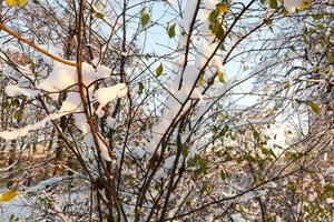 alberi nella neve foto