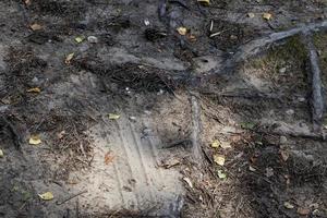 radice del suolo di un albero foto