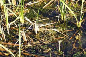 erba fuori dall'acqua foto