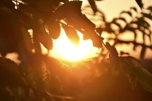 una serata al tramonto giallo-rosa sullo sfondo di una foresta con un cerchio di sole e rami di alberi. foto