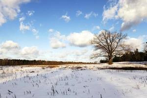 albero solitario, neve. foto