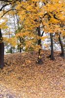 autunno nel parco foto