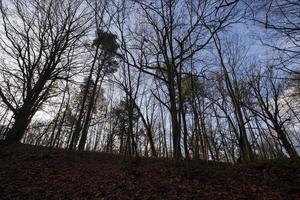 parco forestale autunnale. foto