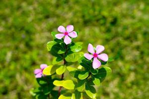 bella rosa canina rosa canina fiore rosa sbocciano durante il giorno. pollice verde festa della madre terra foto