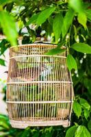 bella colomba grigio scuro in gabbia per uccelli foto
