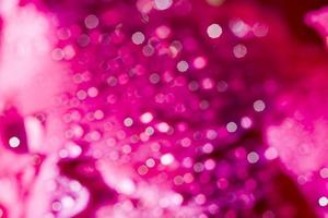 peonia rosa, primo piano foto