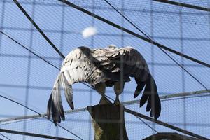 aquila diffusa da vicino foto