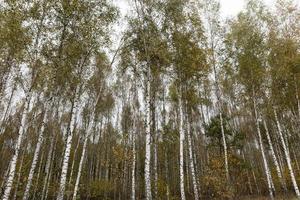 foto parco autunnale