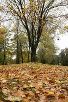 fogliame giallo autunnale foto