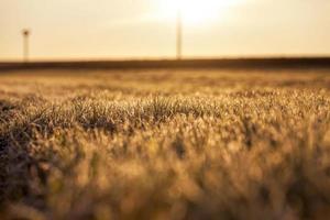 campo fertile durante il tramonto o l'alba foto