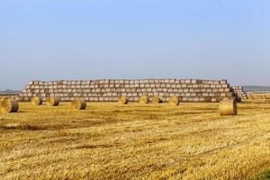 campo agricolo con cataste di paglia foto