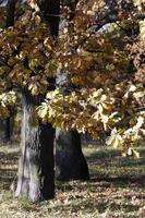 gli alberi, autunno foto