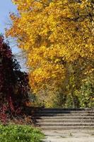 le foglie cadono in autunno e sugli aceri foto