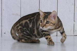 affascinante gatto bengala in posa in uno studio fotografico foto