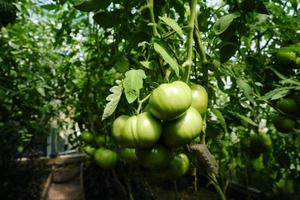 maturazione dei frutti di pomodoro tra fogliame verde in una serra in una giornata estiva foto