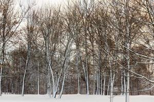 giorno d'inverno dopo una nevicata foto