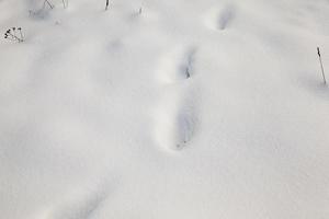 dopo la nevicata da vicino foto