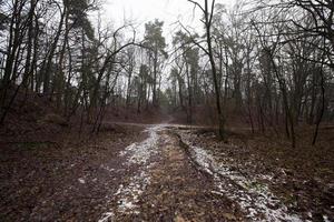 foresta d'autunno, strada foto