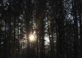 foresta d'inverno, primo piano foto